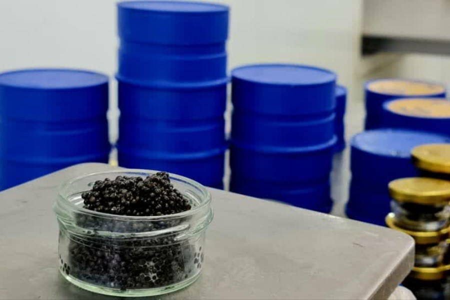 عملیاتی شدن فرآوری و صادرات خاویار از فارس