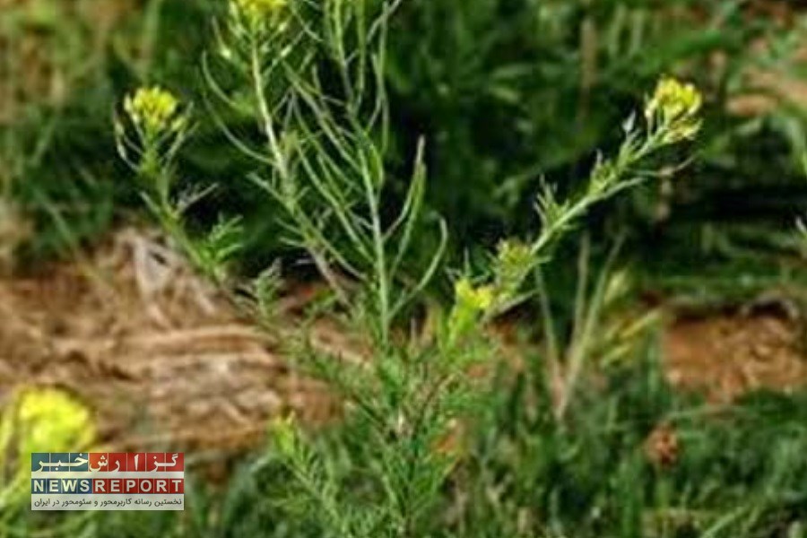 اختصاص صد هکتار خاکشیر در شهرستان کوار