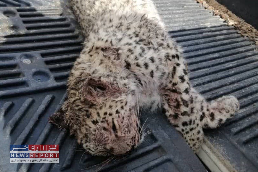 یک قلاده پلنگ در حاشیه منطقه حفاظت شده مله گاله تلف شد