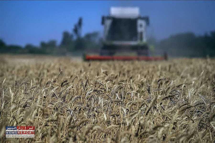 آغاز نخستین برداشت گندم آبی فارس از مزارع شهرستان مهر