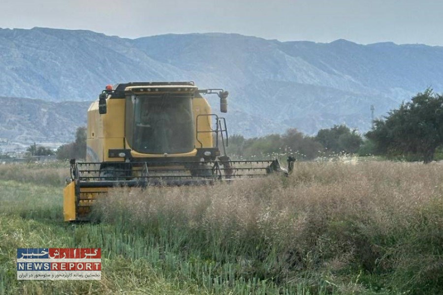 آغاز برداشت کلزا از مزارع لامرد
