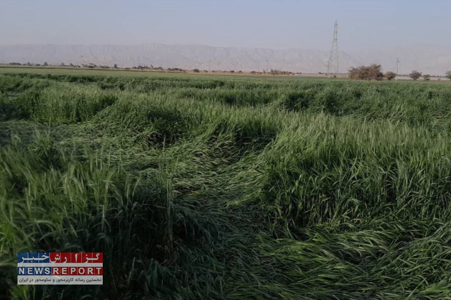 سیل و طوفان فرودین ماه بیش از 300 میلیارد تومان به زیرساخت های کشاورزی در خنج خسارت وارد کرد