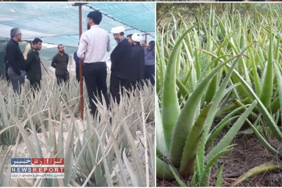 فرمانده سپاه لامرد از مزرعه آلوورا در بخش علامرودشت بازدید کرد