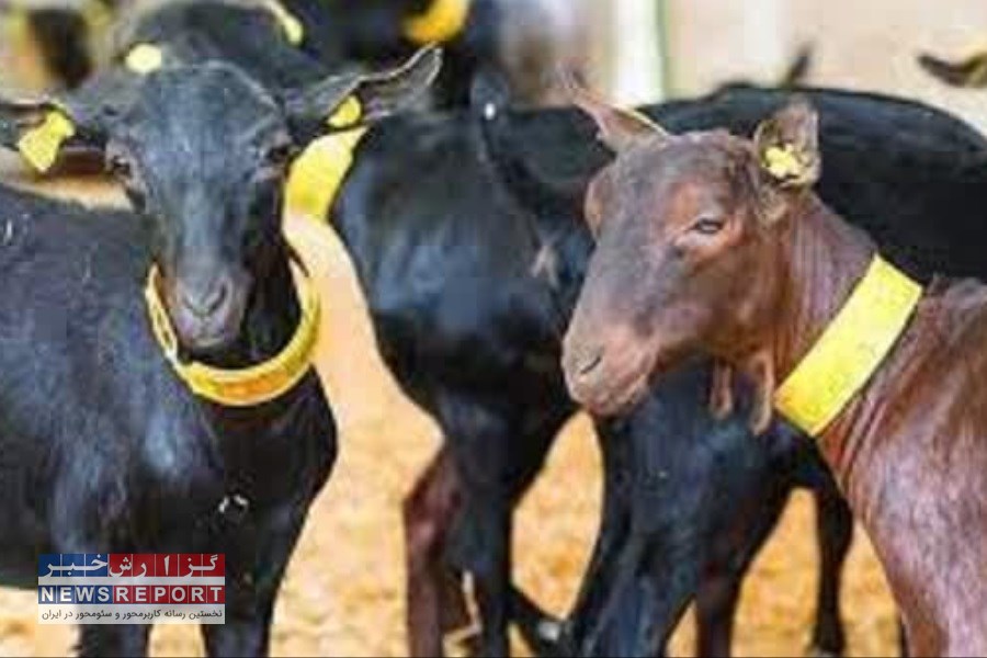 بهره برداری از اولین واحد پرورش بز مورسیا در بیضا