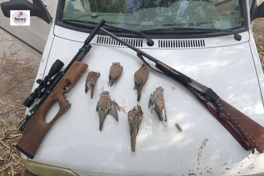 شکارچیان کبوتر وحشی و قمری دشت افزر در دام قانون افتادند