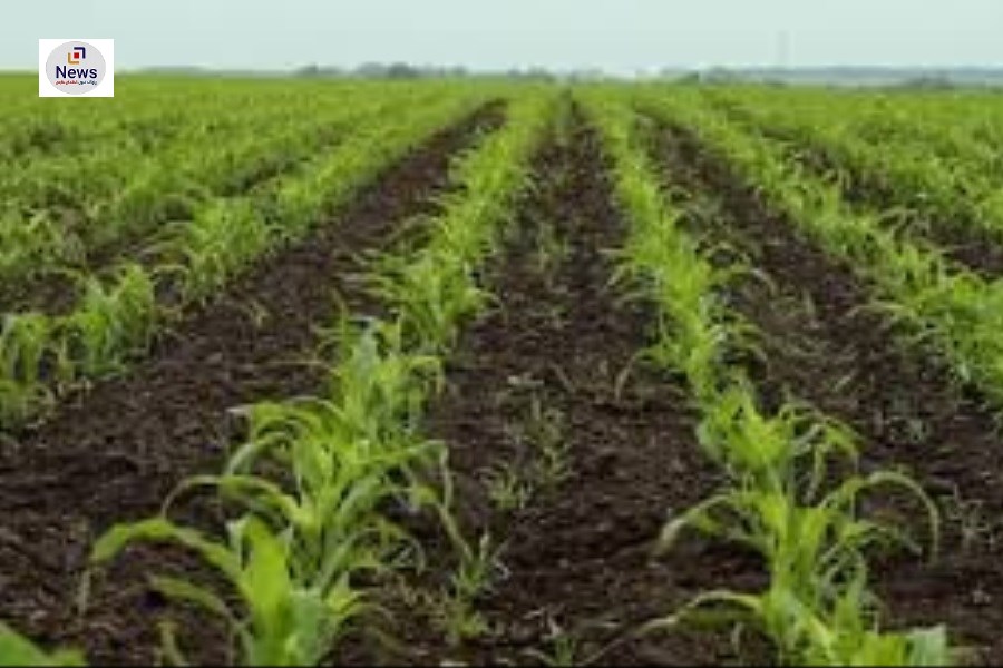 کاشت ذرت تابستانه در فارس آغاز شد